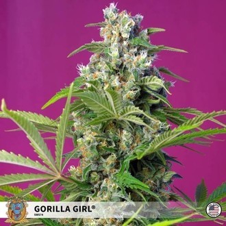 Gorilla Girl (Sweet Seeds) Feminisoidut