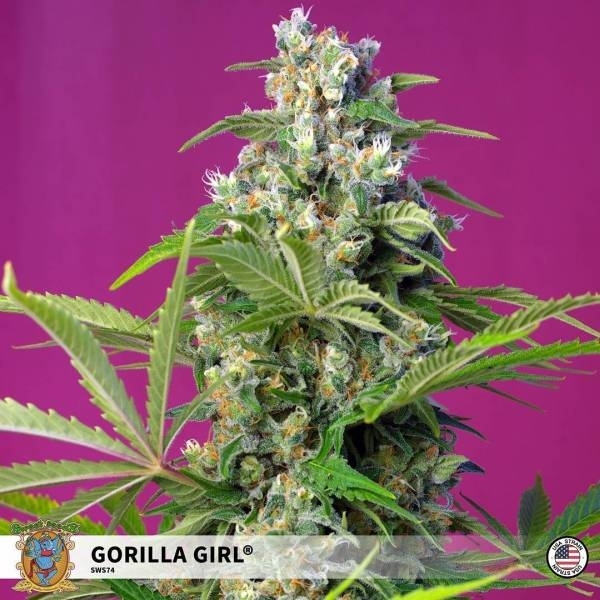 Gorilla Girl (Sweet Seeds) Feminisoidut