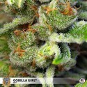 Gorilla Girl (Sweet Seeds) Feminisoidut