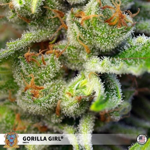 Gorilla Girl (Sweet Seeds) Feminisoidut