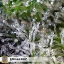 Gorilla Girl (Sweet Seeds) Feminisoidut