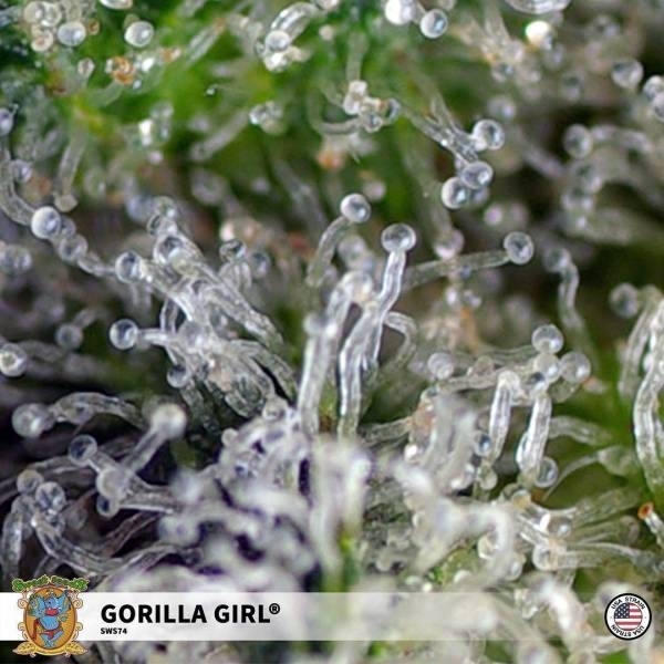 Gorilla Girl (Sweet Seeds) Feminisoidut