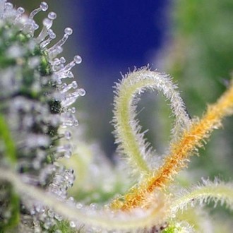 Honey Peach Auto CBD (Sweet Seeds) Feminisoidut