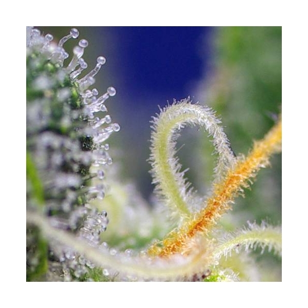 Honey Peach Auto CBD (Sweet Seeds) Feminisoidut