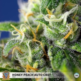 Honey Peach Auto CBD (Sweet Seeds) Feminisoidut