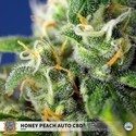 Honey Peach Auto CBD (Sweet Seeds) Feminisoidut