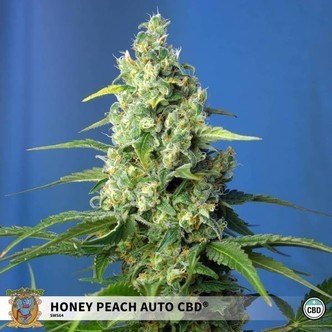 Honey Peach Auto CBD (Sweet Seeds) feminisoitu