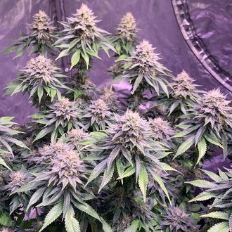 Super Silver Haze (Amsterdam Genetics) Feminisoidut