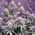 Super Silver Haze (Amsterdam Genetics) Feminisoidut