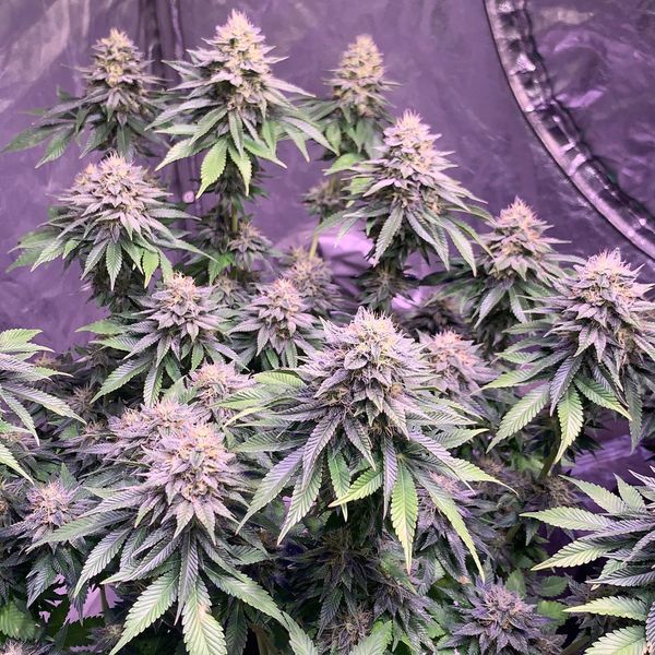 Super Silver Haze (Amsterdam Genetics) Feminisoidut