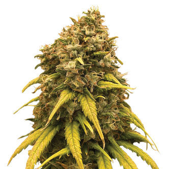 Super Silver Haze (Amsterdam Genetics) feminisoidut