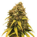 Super Silver Haze (Amsterdam Genetics) Feminisoidut