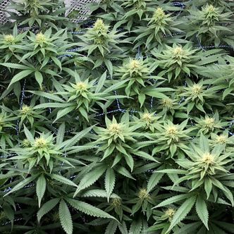 Amazing Haze (Amsterdam Genetics) feminisoidut