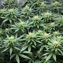 Amazing Haze (Amsterdam Genetics) Feminisoidut