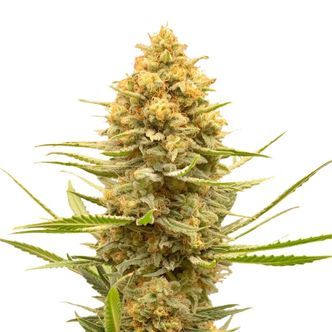 Lemon Ice (Amsterdam Genetics) Feminisoidut