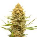 Lemon Ice (Amsterdam Genetics) Feminisoidut