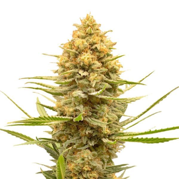 Lemon Ice (Amsterdam Genetics) Feminisoidut