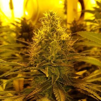 Amnesia Haze (Amsterdam Genetics) Feminisoidut