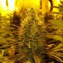 Amnesia Haze (Amsterdam Genetics) Feminisoidut