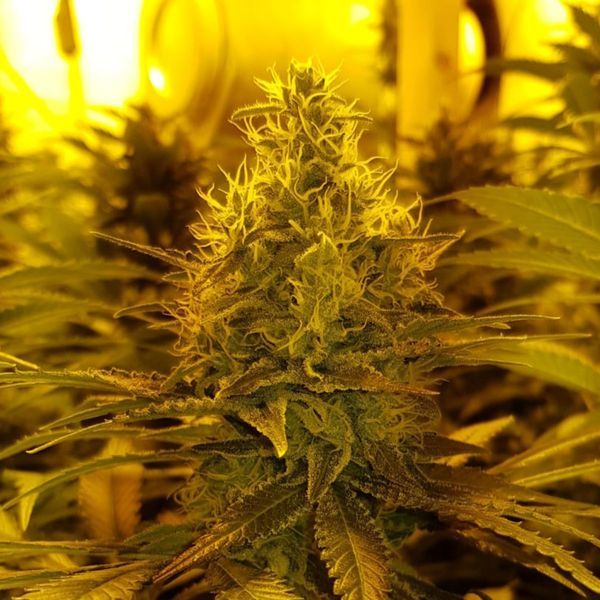 Amnesia Haze (Amsterdam Genetics) Feminisoidut