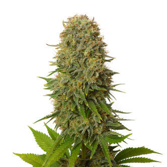 Amnesia Haze (Amsterdam Genetics) feminisoidut kannabiksen siemenet