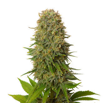 Amnesia Haze (Amsterdam Genetics) Feminisoidut