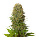 Amnesia Haze (Amsterdam Genetics) Feminisoidut