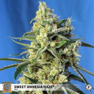 Sweet Amnesia Haze (Sweet Seeds) Feminisoidut