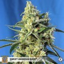 Sweet Amnesia Haze (Sweet Seeds) Feminisoidut
