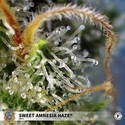 Sweet Amnesia Haze (Sweet Seeds) Feminisoidut