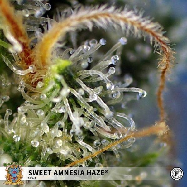 Sweet Amnesia Haze (Sweet Seeds) Feminisoidut