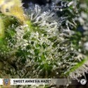Sweet Amnesia Haze (Sweet Seeds) Feminisoidut