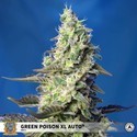 Green Poison XL Auto (Sweet Seeds) Feminisoidut