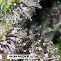 Green Poison XL Auto (Sweet Seeds) Feminisoidut