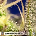 Green Poison XL Auto (Sweet Seeds) Feminisoidut