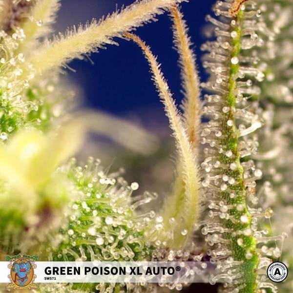 Green Poison XL Auto (Sweet Seeds) Feminisoidut