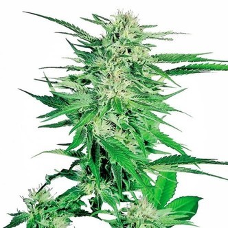 Big Bud (Sensi Seeds) feminisoidut
