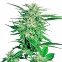 Big Bud (Sensi Seeds) Feminisoidut
