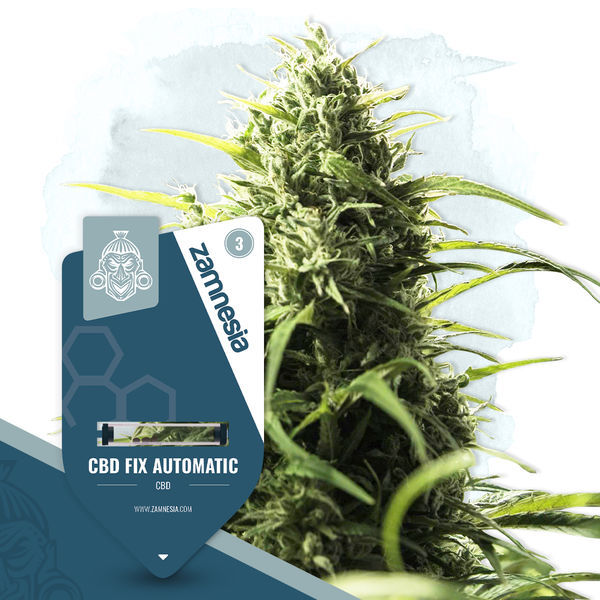 CBD Fix Autoflower (Zamnesia Seeds) Feminisoidut