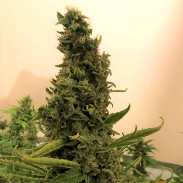 Gorilla #4 (BSB Genetics) Feminisoidut