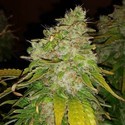 Amnesia Haze (BSB Genetics) Feminisoidut