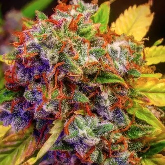 Auto Diablo XL (BSB Genetics) Feminisoidut