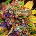 Auto Diablo XL (BSB Genetics) Feminisoidut