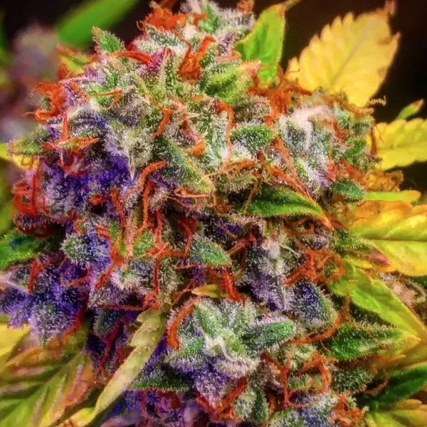 Auto Diablo XL (BSB Genetics) Feminisoidut