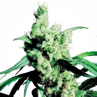 Silver Haze (Sensi Seeds) feminisoidut