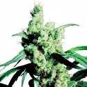 Silver Haze (Sensi Seeds) Feminisoidut siemenet
