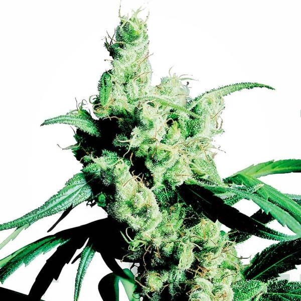 Silver Haze (Sensi Seeds) Feminisoidut siemenet
