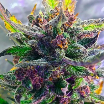 Auto Strawberry Milkshake (BSB Genetics) feminisoidut kannabiksen siemenet