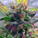 Auto Strawberry Milkshake (BSB Genetics) Feminisoidut