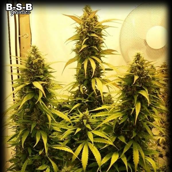 Auto Sweet Tooth (BSB Genetics) Feminisoidut